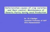 Deterioration causes of crop varieties and their control; Maintenance of Genetic Purity during seed Production