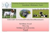Ruminant Production( cattle production)