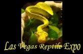 Las Vegas Reptile Expo 2010