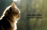 Understand What Your Cat is Saying