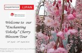 2018   cherry blossom tour - tohoku - 16th april 2018