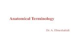 Chap1-anatomical terminology [ · PDF fileAnatomical Terminology Dr. A. Ebneshahidi. Anatomy • Anatomy : is the study of structures or body parts and their relationships to on another.