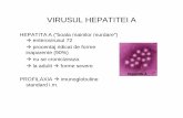 VIRUSUL HEPATITEI A - mgsii.files. · PDF fileAc anti VHA de tip Ig M ... hepatice cronice - bolnavi cu hepatita B sau hepatita C. Vaccinul HAV/VHA • Virus A inactivat = structura