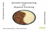 Genetic Engineering vs. Organic Farming Frm ees an · PDF fileGenetic Engineering vs. Organic Farming Yr estins Or ansers ... It is a technology that fails in its promise, because