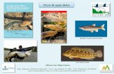 Peces de agua dulce - · PDF file•Adecuación de escalas •Control pesca angulas •Catalogación •Manejo del hábitat y las poblaciones •Seguimiento •Cría en cautividad
