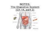 NOTES: The Digestive System (Ch 14, part 2) - West · PDF fileNOTES: The Digestive System (Ch 14, part 2) PANCREAS Structure of the pancreas: The pancreas produces PANCREATIC JUICE