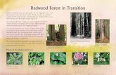 Redwood Forest in Transition - California State Parks · PDF fileDraft #3 Redwood Forest in Transition When redwood trees are damaged, due to logging or fire, new buds sprout from