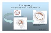 Embryology - Medical School Newsmed.brown.edu/.../Fetal/Seminar/Slides/pdf_slides/4_Embryology.pdf · Embryology the anatomic basis of fetal medicine Jan 30 ,2013 Molecular mechanisms