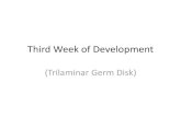 Third Week of Development - muhadharaty.com file(Trilaminar Germ Disk) ... • The process that establishes all three germ layers ( ectoderm, mesoderm, ... • The embryonic disc,
