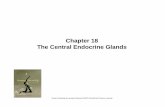 Chapter 18 The Central Endocrine Glandsfaculty.uncfsu.edu/ssalek/Zool 370... · Human Physiologyby Lauralee Sherwood ©2007 Brooks/Cole-Thomson Learning Chapter 18 The Central Endocrine