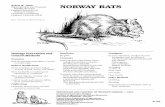 NORWAY RATS - ICWDM Home Pageicwdm.org/handbook/rodents/ro_b105.pdf · B-106 Identification The Norway rat (Rattus norvegicus, Fig. 1) is a stocky burrowing rodent, unin-tentionally