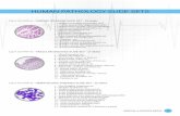 HUMAN PATHOLOGY SLIDE SETS - · PDF fileHUMAN PATHOLOGY SLIDE SETS Cat #: CH-PATH1 - CARDIAC DISEASES SLIDE SET - 16 slides 1 ... 5 - Ordinary gastritis sec. 6 - Chronic cholecystitis