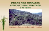 IFUGAO RICE TERRACES AGRICULTURAL HERITAGE · PDF fileThe IFUGAO RICE TERRACES landscape is made up of series of terraces and “Muyongs” (Private Forests) and patches of swidden