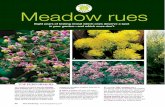 P rEs u l t s Meadow rues - Chicago Botanic Garden · PDF file30 Fine Gardening | 1) I wouldn’t be without graceful lavender mist meadow rue in my garden because it flowers for months
