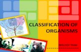 CLASSIFICATION OF ORGANISMS - endrikawidyastuti – · PDF file7/10/2015 · Classification of Organisms. Early Taxonomists •2000 years ago, ... Protista mirip jamur: Mycomycota,