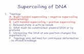 Supercoiling of DNA - | SIU School of Medicinebbartholomew/-lectures/Supercoiling.pdf · Supercoiling of DNA 2. Numerical expression for degree of supercoiling A. Equation Lk=Tw+Wr
