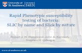 Rapid Phenotypic susceptibility testing of bacteria: SLIC ... · PDF fileRapid Phenotypic susceptibility testing of bacteria: SLIC by name and Slick by nature Robert J. H. Hammond,