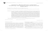 Anemone L. (Ranunculaceae): comparative morphology …botanicaserbica.bio.bg.ac.rs/arhiva/pdf/2011_35_2_536_full.pdf · S. Ziman et al.: Anemone L. (Ranunculaceae): comparative morphology