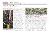 Black Canker - Cornell University PDDC - Homeplantclinic.cornell.edu/factsheets/willowblackcanker.pdf · Black Canker Shoot blight caused by the black canker fungus, Glomerella miyabeana,