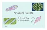 Kingdom Protista all combined - · PDF file3/8/08 39 Phylum Pyrrophyta (Dinoflagellata) • Example: dinoflagellates – Composed of many armor plates made of cellulose and silica.