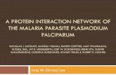 A protein interaction network of the malaria parasite ... · PDF filea protein interaction network of the malaria parasite plasmodium falciparum douglas j. lacount, marissa vignali,