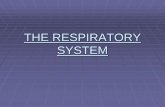 THE RESPIRATORY SYSTEM - · PDF fileWhat are the functions of the Respiratory System? Inspiration or breathing of air into the lungs. Exchanging oxygen for Carbon Dioxide with the