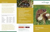 More stoat facts - The Vincent Wildlife · PDF fileThe Irish Stoat in Galway Life expectancy is four years in the wild Scent is the most important sense Protected species under Irish