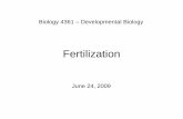 Biology 4361 Developmental Biologypschoff/documents/Fertilizationweb_000.pdf · Biology 4361 –Developmental Biology June 24, 2009. Fertilization Fertilization accomplishes two things: