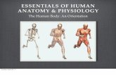 ESSENTIALS OF HUMAN ANATOMY & PHYSIOLOGY · PDF fileESSENTIALS OF HUMAN ANATOMY & PHYSIOLOGY The Human Body: An Orientation Thursday, August 22, 13