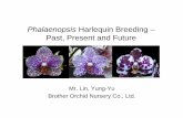 Phalaenopsis Harlequin Breeding – Past, Present and … Golden... · Phalaenopsis Harlequin Breeding – Past, Present and Future Mr. Lin, Yung-Yu Brother Orchid Nursery Co., Ltd.