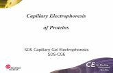 Capillary Electrophoresis of Proteins - STLCC.eduusers.stlcc.edu/Departments/fvbio/Proteomics_PA800_CE_Proteins... · CE-SDS Gel Analysis •Capillary Gel Electrophoresis –Molecular