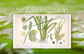 Introduction To Rice Cultivation & Management - · PDF file5 The rice is a food and cash crop as other grain crops. It is for consumption and for sale to earn money. Rice is an introduced