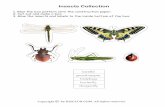 Insects Collection - KIZCLUB-Printables for · PDF filegrasshopper ladybug beetle dragonfly butterfly Insects Collection Glue the box pattern onto the construction paper. ... Title: