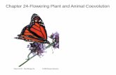 Chapter 24-Flowering Plant and Animal Coevolutionuam-web2.uamont.edu/facultyweb/fawley/Botany/ch 24.pdf · Chapter 24-Flowering Plant and Animal Coevolution . ... reproduction, where