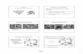 The Sex Life of Plants - WOU Homepagekissanek/Biol 103/handouts/6_ Biol103-chap 43.pdf · Chapter 24: Plant Reproduction and Development ... Most plants Asexual reproduction ... flowers