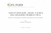 SENTIENCE AND PAIN IN INVERTEBRATES - · PDF fileTitle: Sentience and Pain in Invertebrates Task ... Cambrian has been described as explosive (Dorit et al. 1991, Brusca & Brusca 2002)