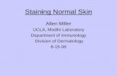 Staining Normal Skin - Harvard-Westlake Science Normal Skin.pdf · Staining Normal Skin Allen Miller UCLA, Modlin Laboratory Department of Immunology Division of Dermatology 8-15-06