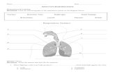 Trachea Bronchial Tube Diaphragm Nasal Passage Bronchioles ... · PDF fileScience Test: Respiration System Diagraming and Labeling ... bronchioles c. Back of the throat where clean,