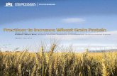 Practices to Increase Wheat Grain Proteinlandresources.montana.edu/soilfertility/documents/PDF/pub/... · Practices to Increase Wheat Grain Protein Clain Jones, Extension Soil Fertility