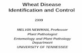 Wheat Disease Identification and Control - UTcrops.com Wheat Diseases.pdf · Wheat Disease Identification and Control MELVIN NEWMAN, Professor Plant Pathologist. Entomology and Plant
