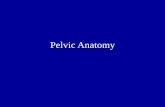 Pelvic Anatomy - kusm-w wesley ob/gyn · PDF filePelvic Anatomy •Bone •Muscle •Ligaments •Vessels •Lymphatics •Nerves •Visceral Organs