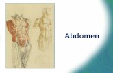 Abdomen - PLCNeTanatomy.plcnet.org/files/Lectures/English_1_2/Abdomen-SD_14_Engl.… · Abdomen The abdomen is ... It is a flexible, dynamic container, housing most of the organs