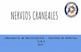 NERVIOS CRANEALES - · PDF fileO Can S Ock Photo XO Arch of soft palate (dropped) Uvula deviated to normal intact side ursos/ ursa Pares%2a NERVE LEFT craneales%2 Ovascularlzaclon.p