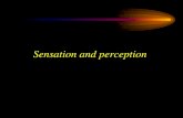 Sensation and Perception – PPT - numerons · PDF fileSensation and perception . ... – Physical properties give rise to perceptual features ... The opponent process theory
