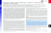 Human Ebola virus infection results in substantial immune · PDF fileHuman Ebola virus infection results in substantial immune activation Anita K. McElroya,b, Rama S. Akondyc,d, Carl
