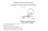 Phases of Stroke Recovery: Cellular and Molecular Mechanisms Annual Meeting/Carmichel Phases of Stroke... · Phases of Stroke Recovery: Cellular and Molecular Mechanisms. ... Transient