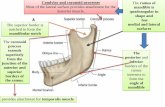 Condylar and coronoid processes ramus of Most of the ...msg2018.weebly.com/uploads/1/6/1/0/16101502/3_muscles_of... · extends superiorly from the junction of the anterior and superior