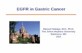 EGFR in Gastric Cancer - Dr. Falk · PDF filePrognostic Implications of EGFR Expression in Gastric Cancer ... D. Orraca-Tetteh B. Rubio R. Walker K. Wolfe J. Zhang Pathology E. Embuscado