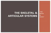 The skeletal & articular systems - MCCCbehrensb/documents/IIskeletalarticulatBIG.pdf · JOINT FUNCTION: ... of muscular attachment where no bone is present but where great strength