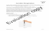 17 Aerobic · PDF fileAerobic Respiration Aerobic cellular respiration is the process of converting the chemical energy of organic molecules into a form immediately usable by organisms